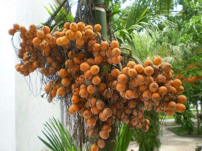 西双版纳民族风情园游玩攻略有哪些？