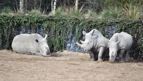 全球仅剩一只的动物?