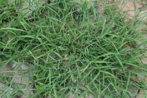 常见野草图片及名称有哪些？