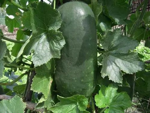 东莞奶奶用放置4年冬瓜水喂孙女致中毒，该事故中我们吸取到什么教训？