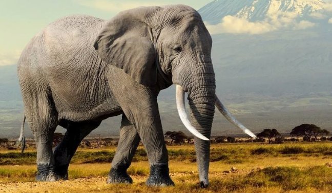 大象象征着什么意义(寓意)