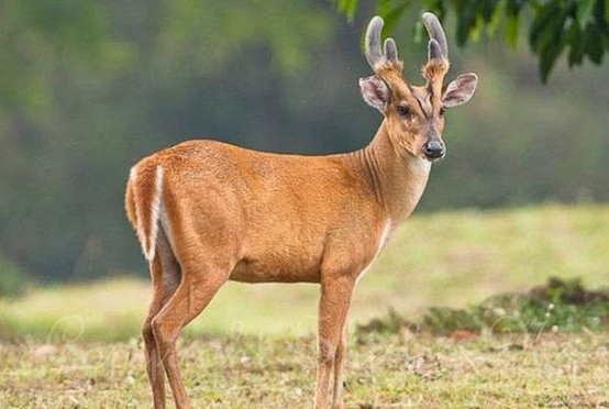 福建建阳市方言山脊是什么动物