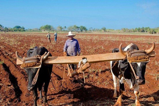 只有累死的牛，没有耕坏的田，这句话怎么理解？