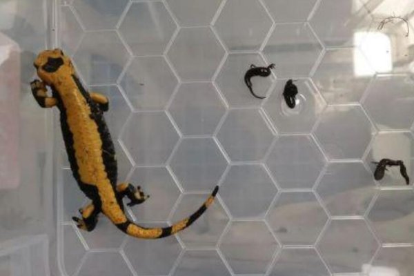 北京海关查获19只活体火蝾螈，这种生物有多可怕？