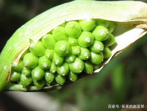 半夏如何种植才能可以高产？