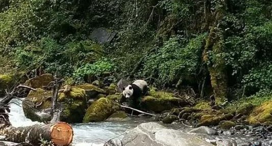 四川村民发现野生熊猫下山喝水？