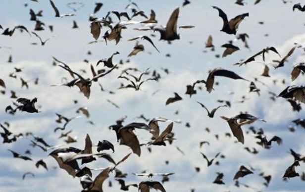 大量蝙蝠涌入澳大利亚城镇，强到可以咬断人喉咙吗?