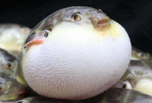 膨胀组词组