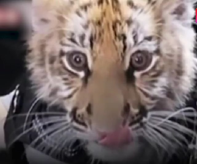 墨西哥女子在街上遛老虎，是否会有安全隐患？