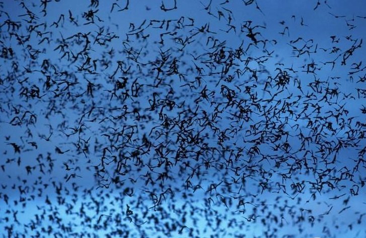 大量蝙蝠涌入澳大利亚城镇，强到可以咬断人喉咙吗?