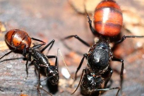 广州查获50只活体巨人恐蚁，它们的杀伤力有多强？