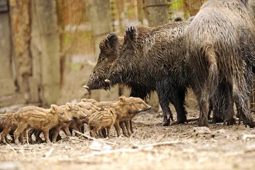 野猪闯石家庄一村庄连续袭击3人，被攻击的村民伤势严重吗？
