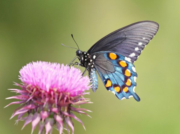 写出仿生学的例子（6句）