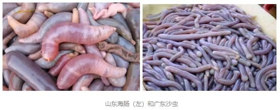 广东人吃虫子是真的吗?