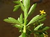 石龙芮是一种什么植物