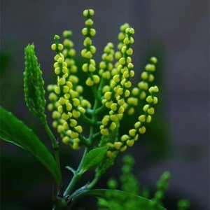 澳门赌王叫何鸿？，第三个字怎么写，关键是怎么读？