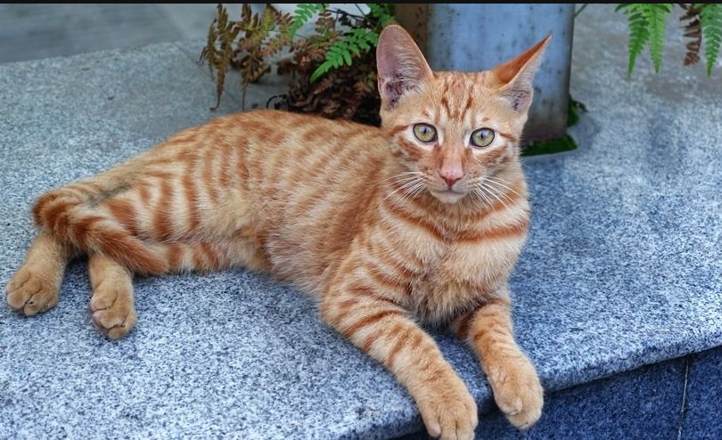 猫真的有九条命吗？