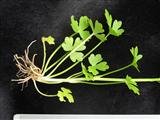 石龙芮是一种什么植物
