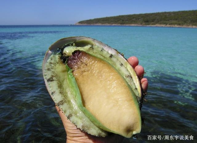 选几头的鲍鱼最好吃,购买时有哪些挑选的小技巧?