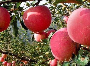 究竟山东苹果、甘肃苹果、陕西苹果有什么区别?