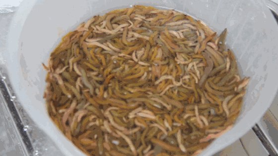 广东人吃虫子是真的吗?