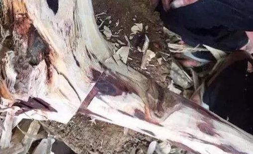 黄花梨树苗适合哪些地方种植？
