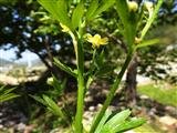 石龙芮是一种什么植物