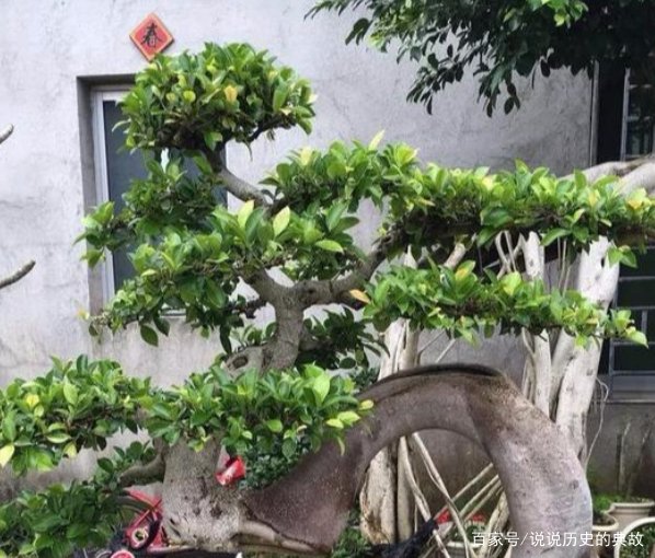 榕树生虫了怎么办?