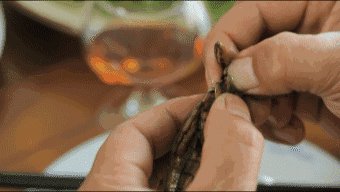 广东人吃虫子是真的吗?