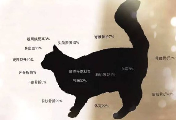 猫真的有九条命吗？