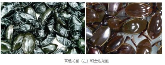 广东人吃虫子是真的吗?