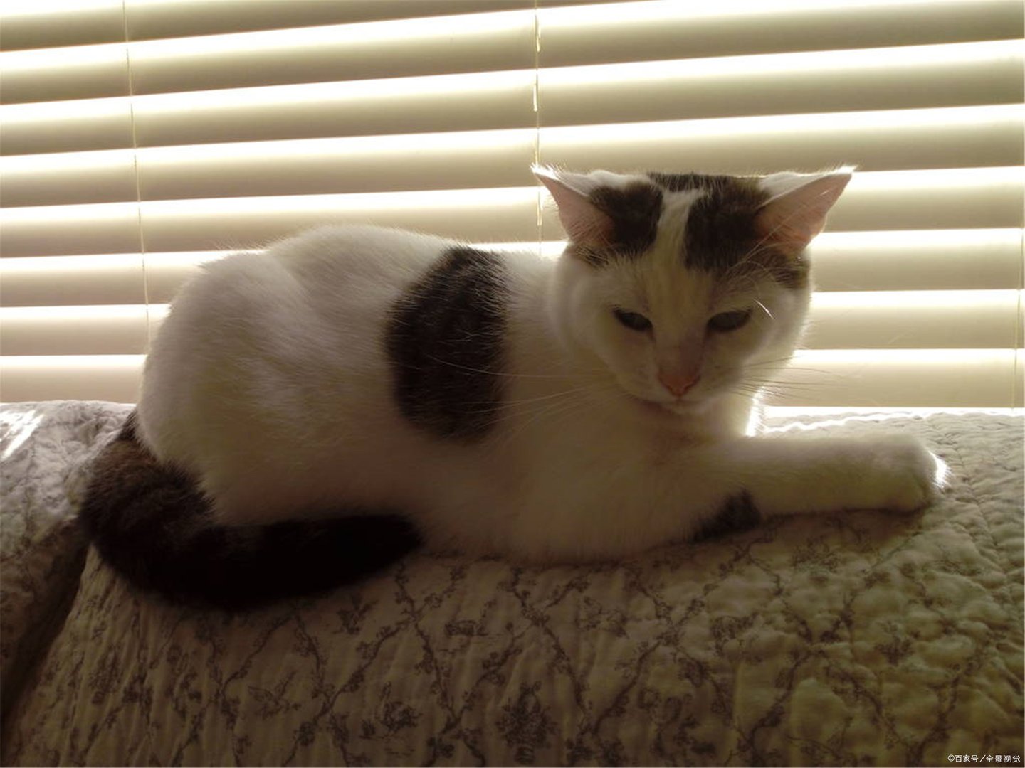 猫抓发热会有哪些症状?猫爪发热跟季节有关系吗?