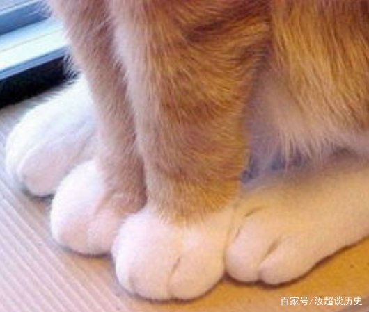 猫抓发热会有哪些症状?猫爪发热跟季节有关系吗?