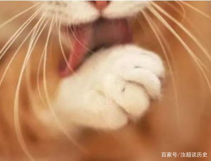 猫抓发热会有哪些症状?猫爪发热跟季节有关系吗?