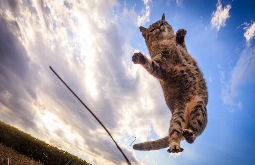 猫真的有九条命吗？