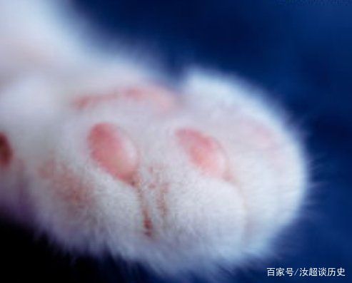 猫抓发热会有哪些症状?猫爪发热跟季节有关系吗?
