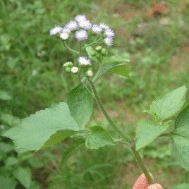 白花臭草，别名胜红蓟