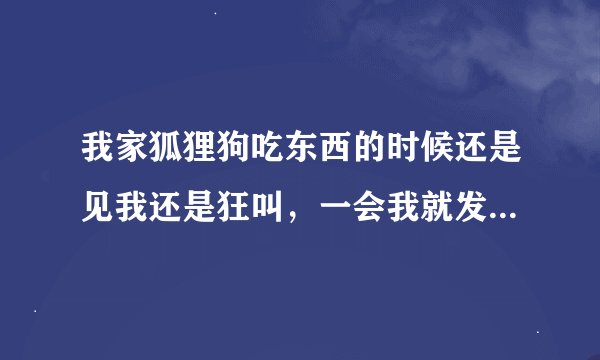 我家狐狸狗吃东西的时候还是见我还是狂叫，一会我就发狗叫的声音