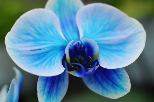 蓝色花的兰花是什么品种