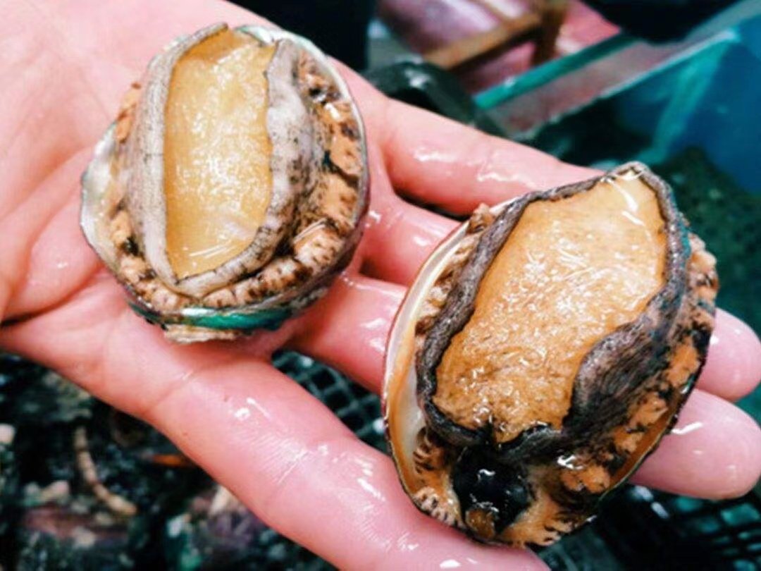 从新鲜到陈鲜,为什么说鲍鱼有海味至尊的地位?