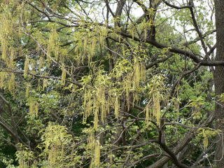 铁橡栎的产地生境