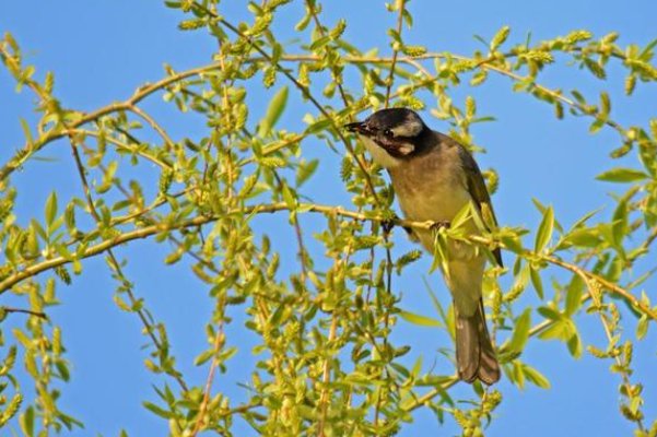 百鸟鸣春比喻什么动物