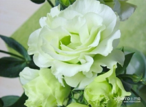 桔梗花的传说是什么？关于什么的呢？