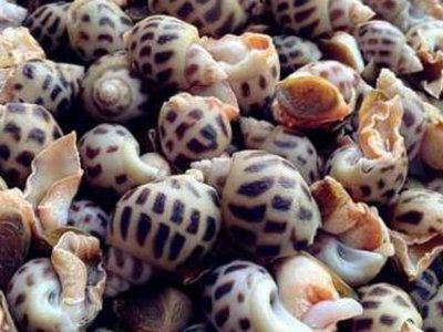 贝壳类海鲜图片及名称