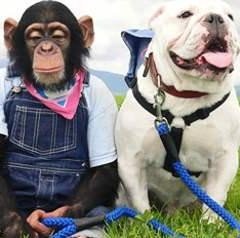 詹姆斯和一只黑猩猩是什么电视