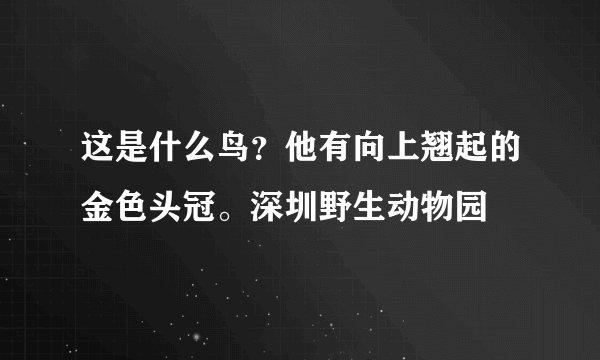 这是什么鸟？他有向上翘起的金色头冠。深圳野生动物园