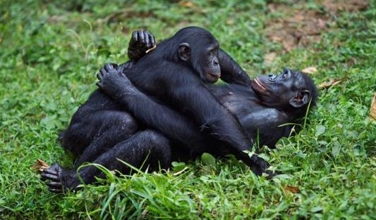 王思聪说张子萱是bonobo什么意思