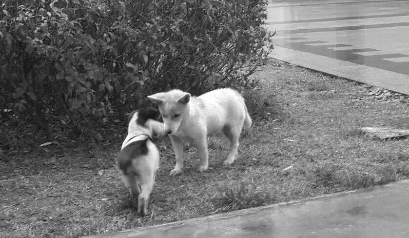 曝江西学校流浪狗校内遭虐打，此事背后的真相到底是什么？