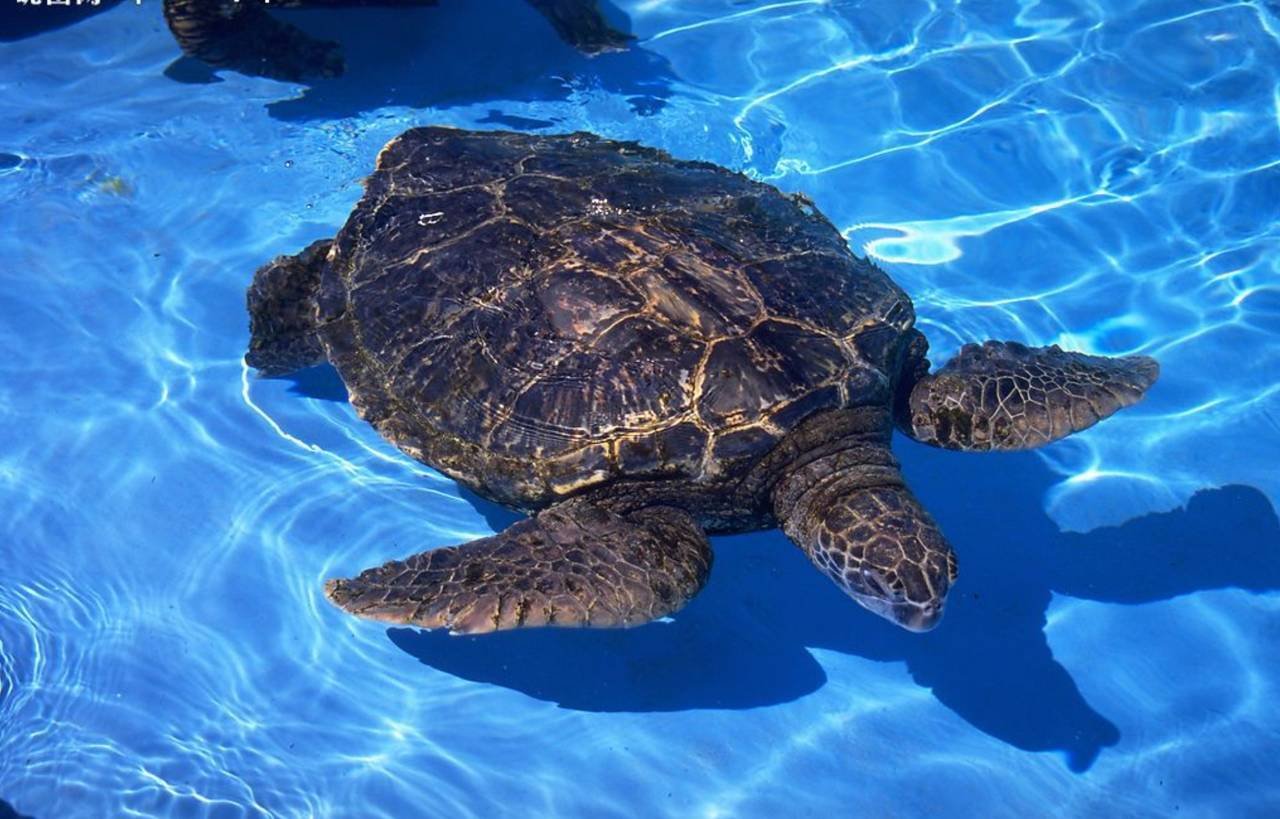 世界上最大的海龟有多大,以什么为食物?