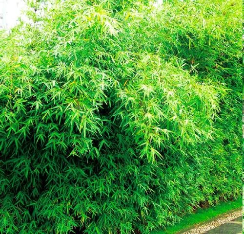 园林常用的竹子有哪些